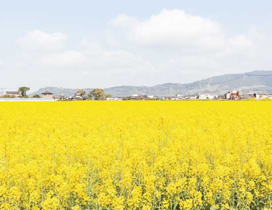 ひなまつり 春の彩りを楽しむ旅 image