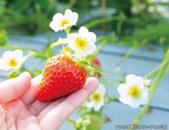 浮羽いちご狩り image