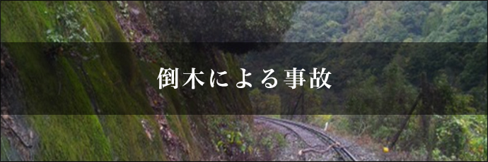 倒木による事故