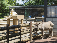 夢見ヶ崎動物公園（徒歩4分／約320m）