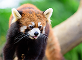 夢見ヶ崎動物公園（徒歩4分／約320m）