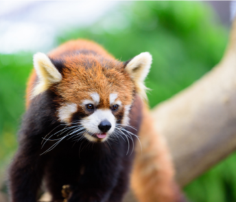 夢見ヶ崎動物公園（徒歩4分／約320m）